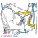 Petzl-ASAP-LOCK-5 Petzl-ASAP-LOCK-5